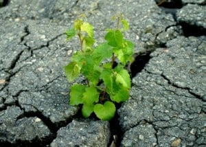 pflnzchen_granit_4643_4 pixelio