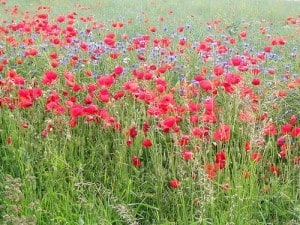 mohn mit ackerblumen