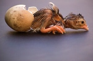 Huhn aus Ei xs iStock_000004386812XSmall