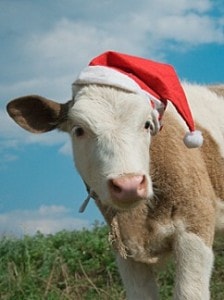 kuh_weihnachten_xs_iStock_000007809036XSmall