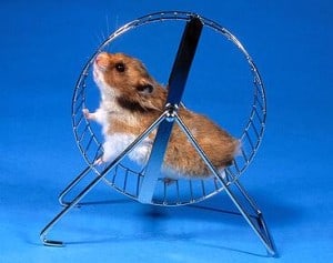 hamster laufrad beruf psychofalle beruf web Harald Lange - Fotolia