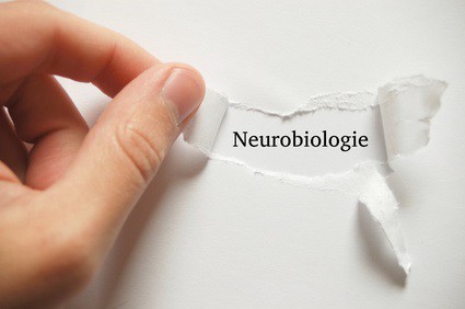 coaching, neurobiologie, persönlichkeitsseminar,