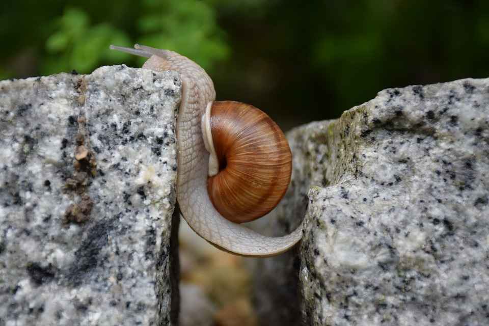 schnecke-hindernis-pixa