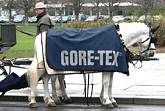 fiaker_pferd_goretex.jpg